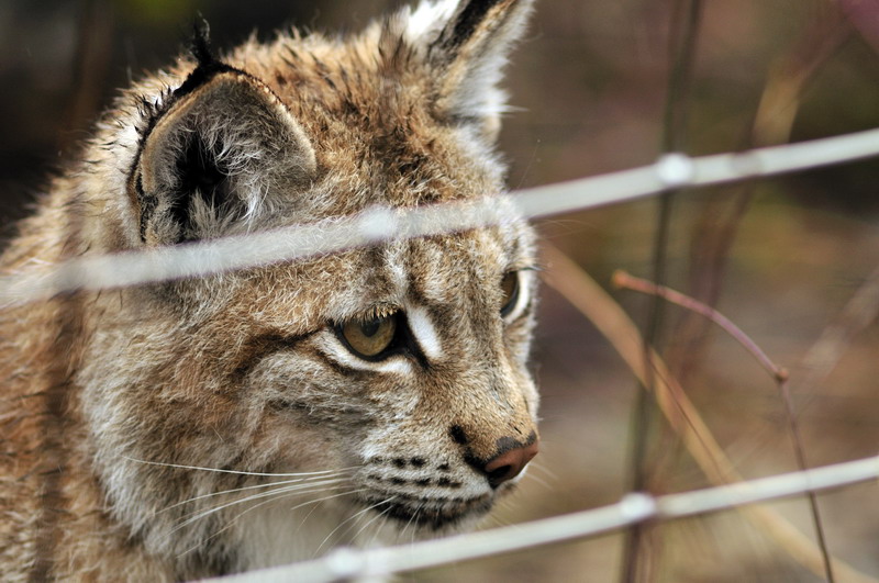 Young lynx at munich