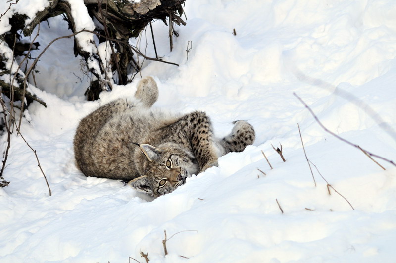 Young lynx at Wildpark Neuhaus