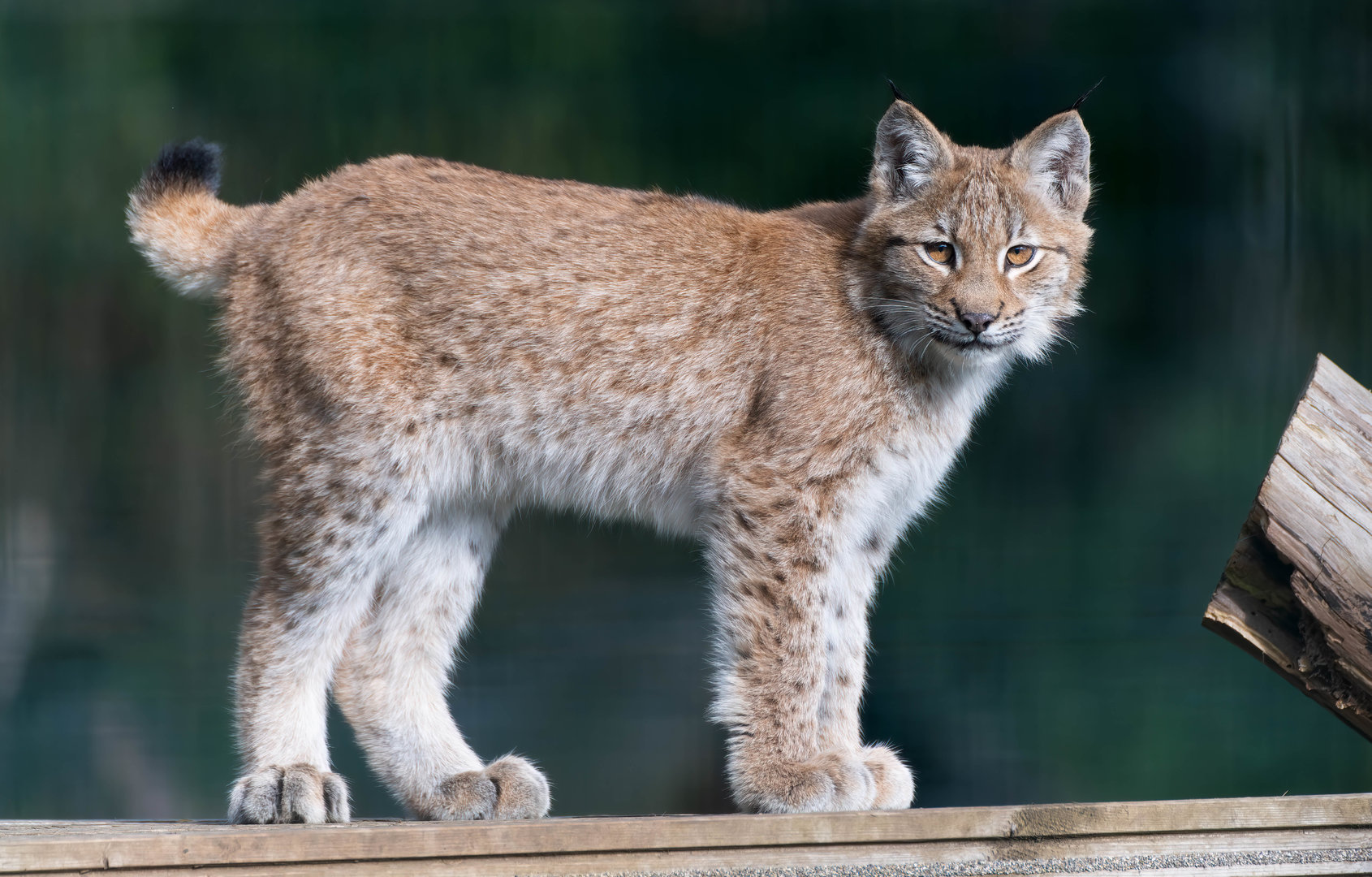 Young lynx, Beale Park, UK