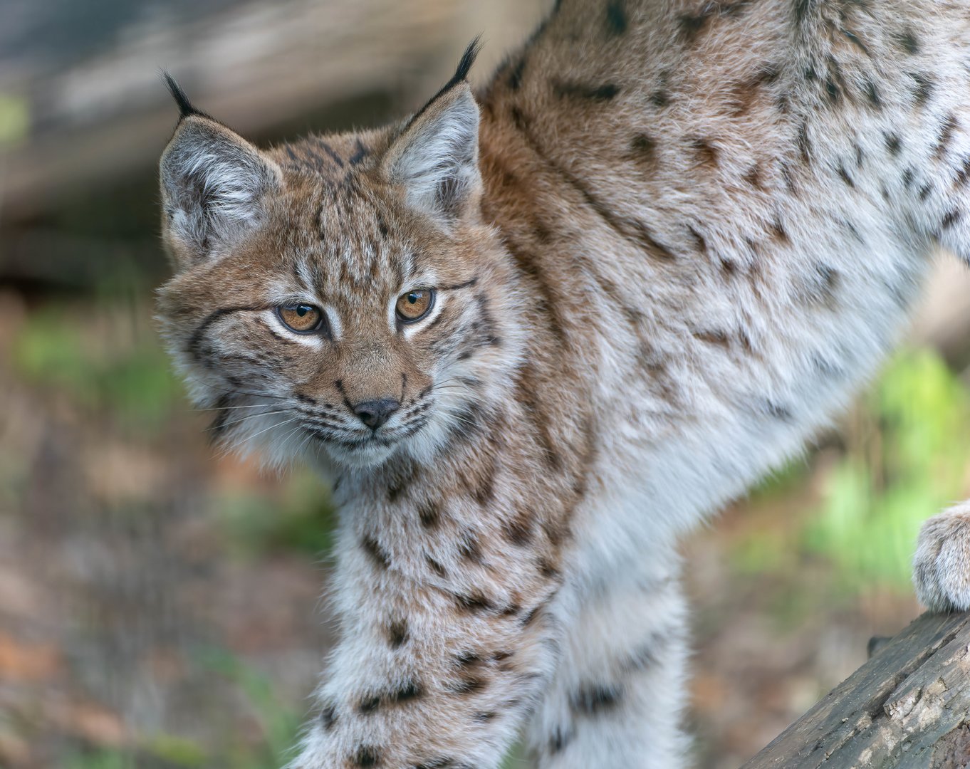 Young lynx, Beale Park, UK