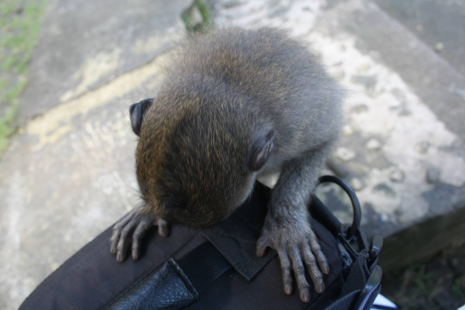 Young Macaque checking out my bag.