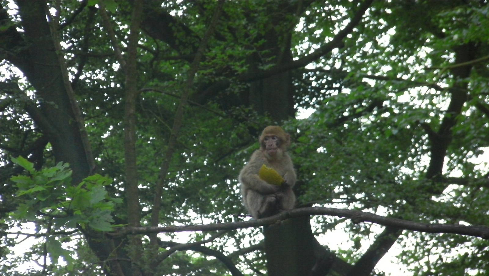 Young Macaque up a Tree - 02.06.2012