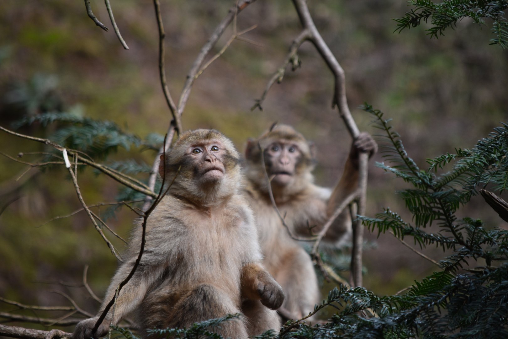 Young macaques