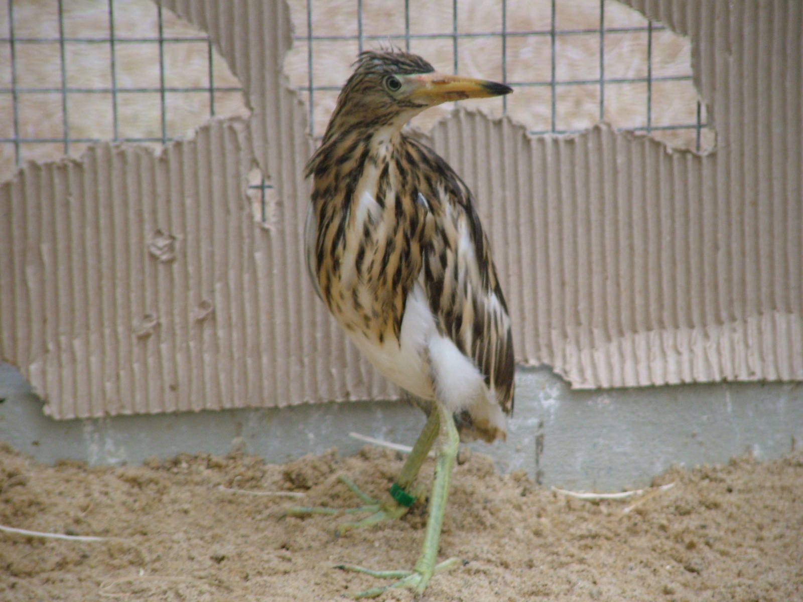Young Madagascan Pond Heron (Ardeola idea) at Walsrode 2007