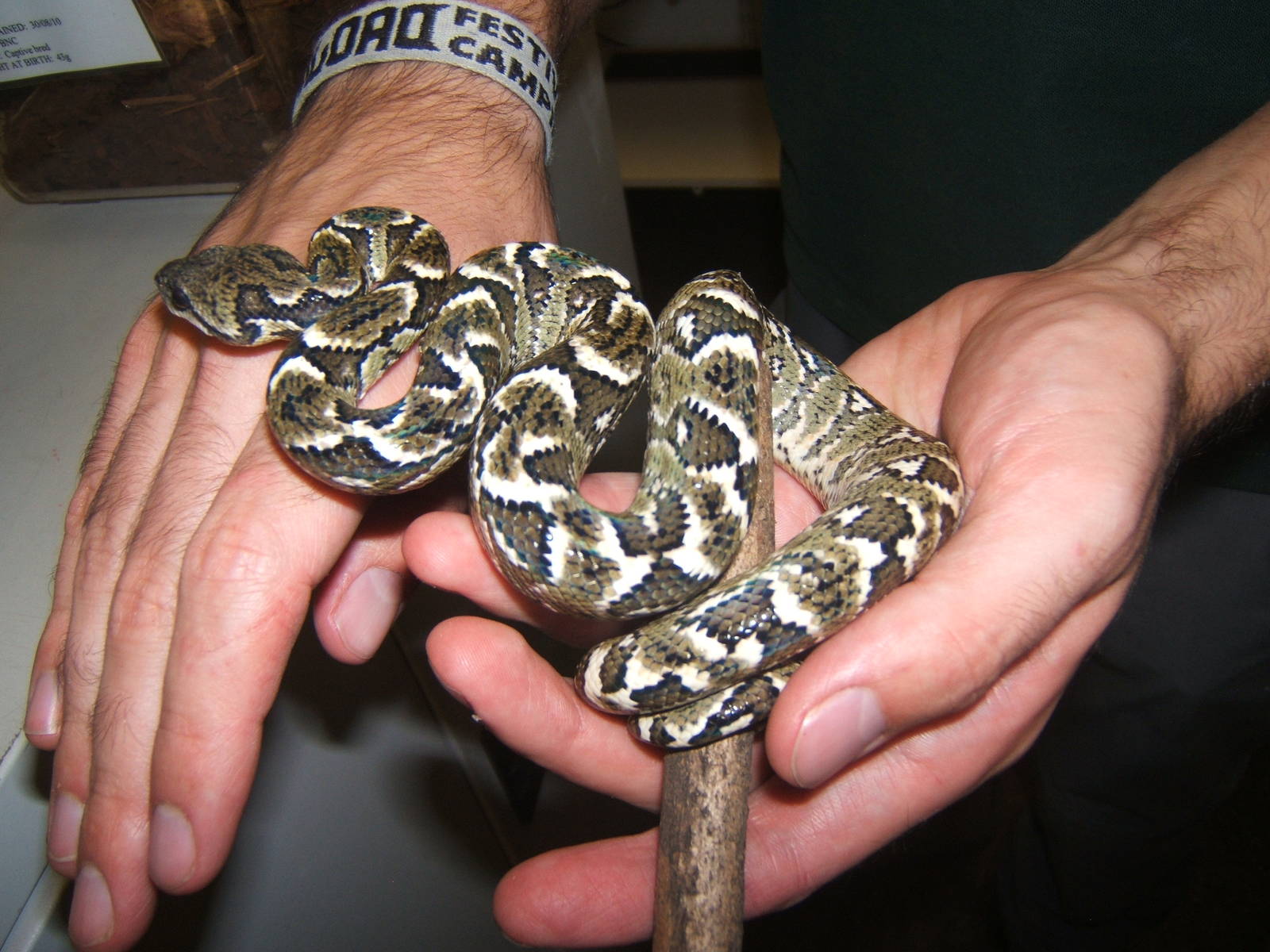Young Madagascan Tree Boa