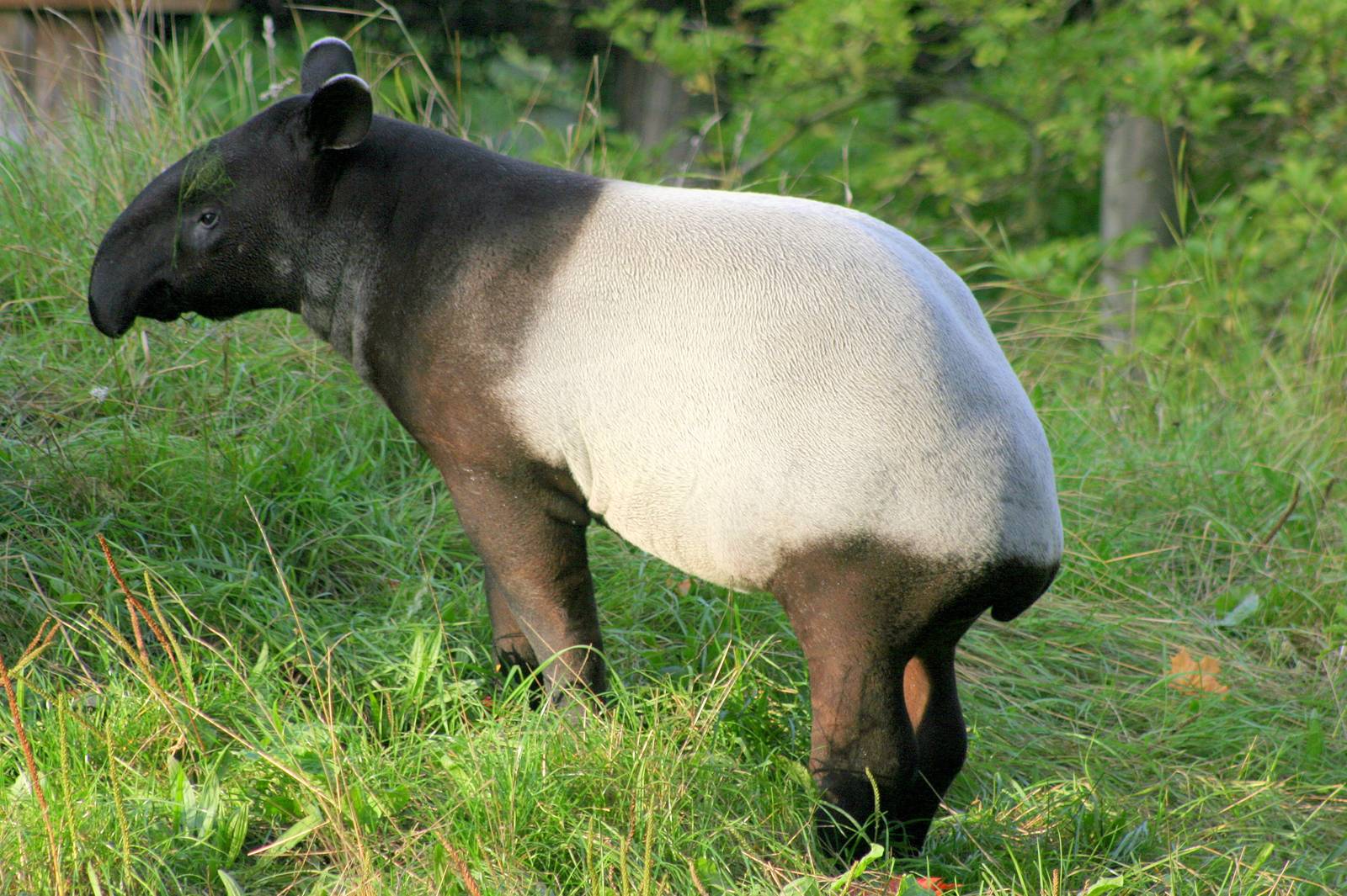Young Malayan tapir; London Zoo; 6th October 2013