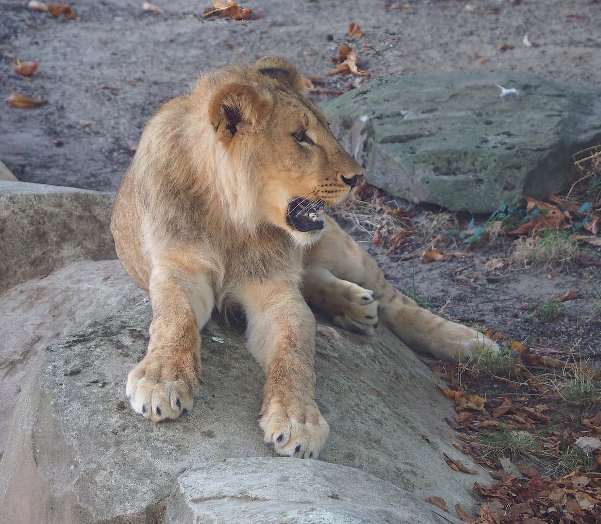 Young male African lion (Panthera leo), 2022-09-04