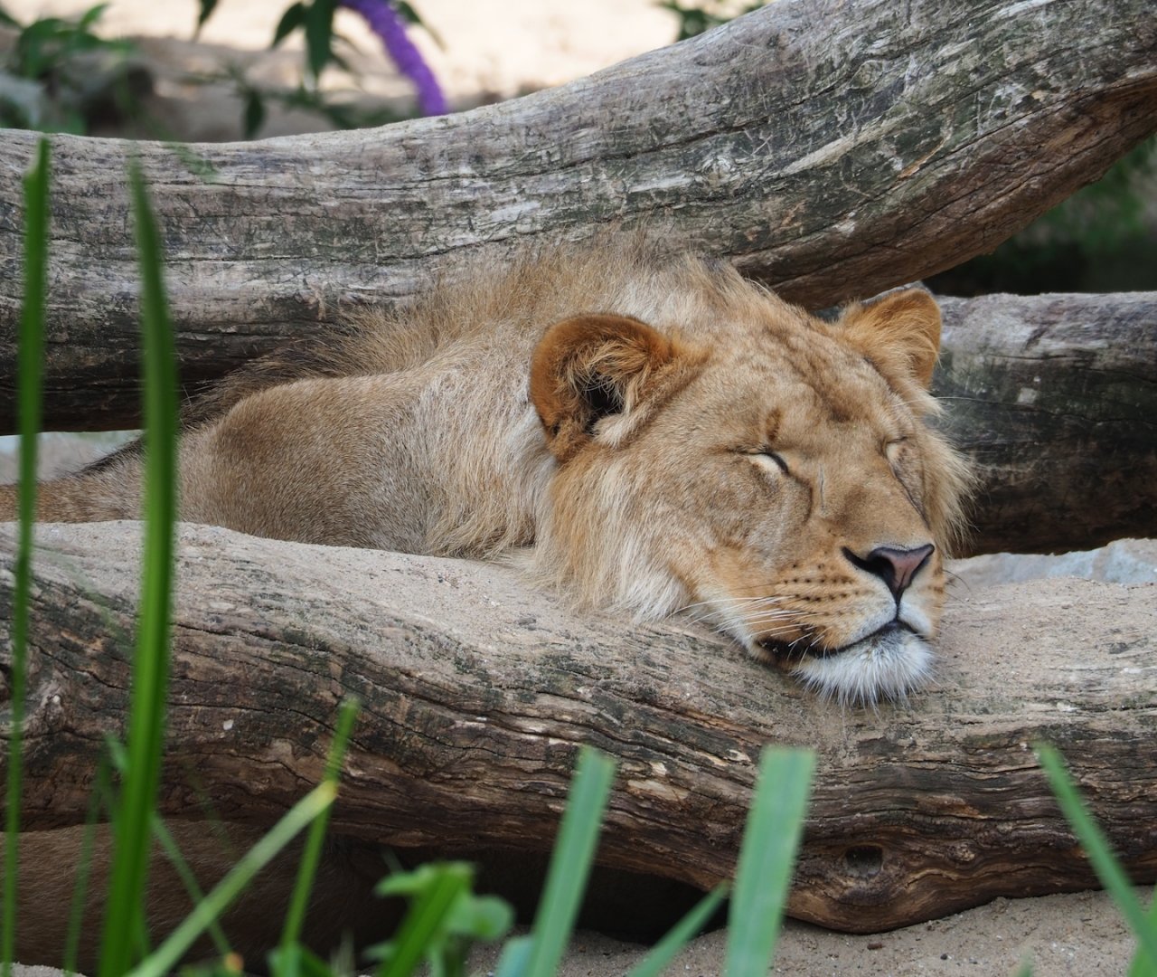 Young male African lion (Panthera leo), 2023-07-22