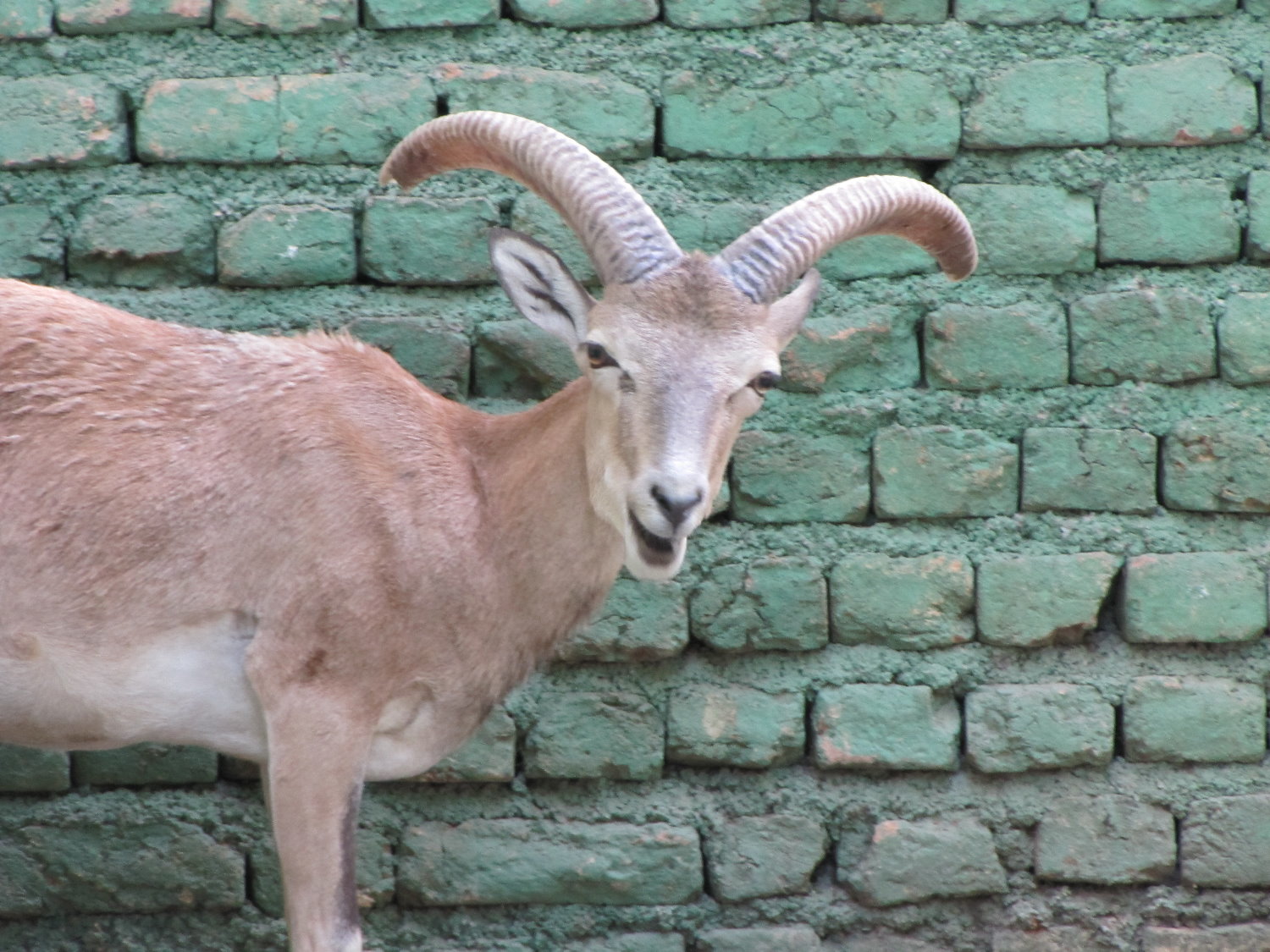 Young male alborz wild sheep(tehran zoo)