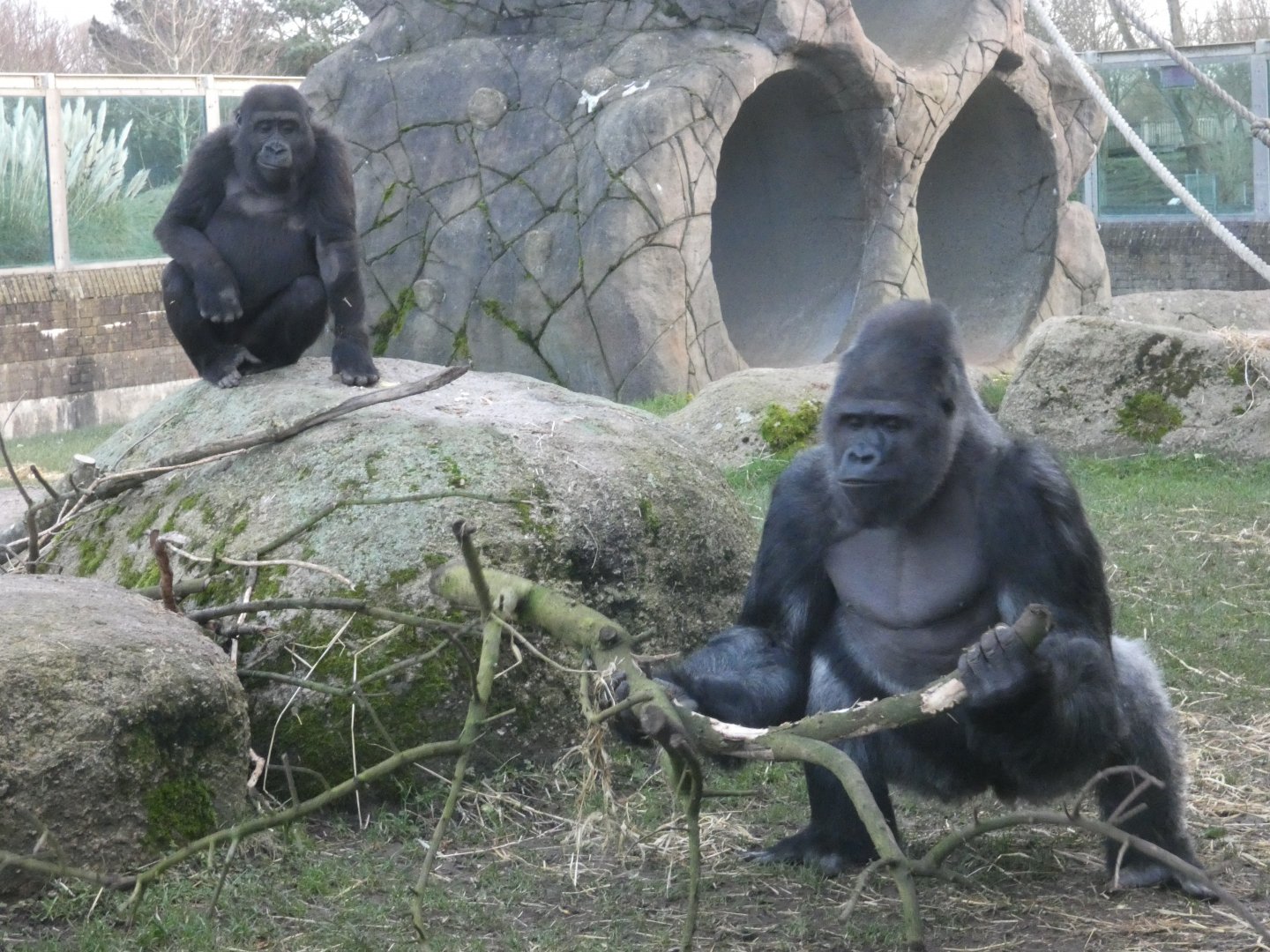 Young male and silverback