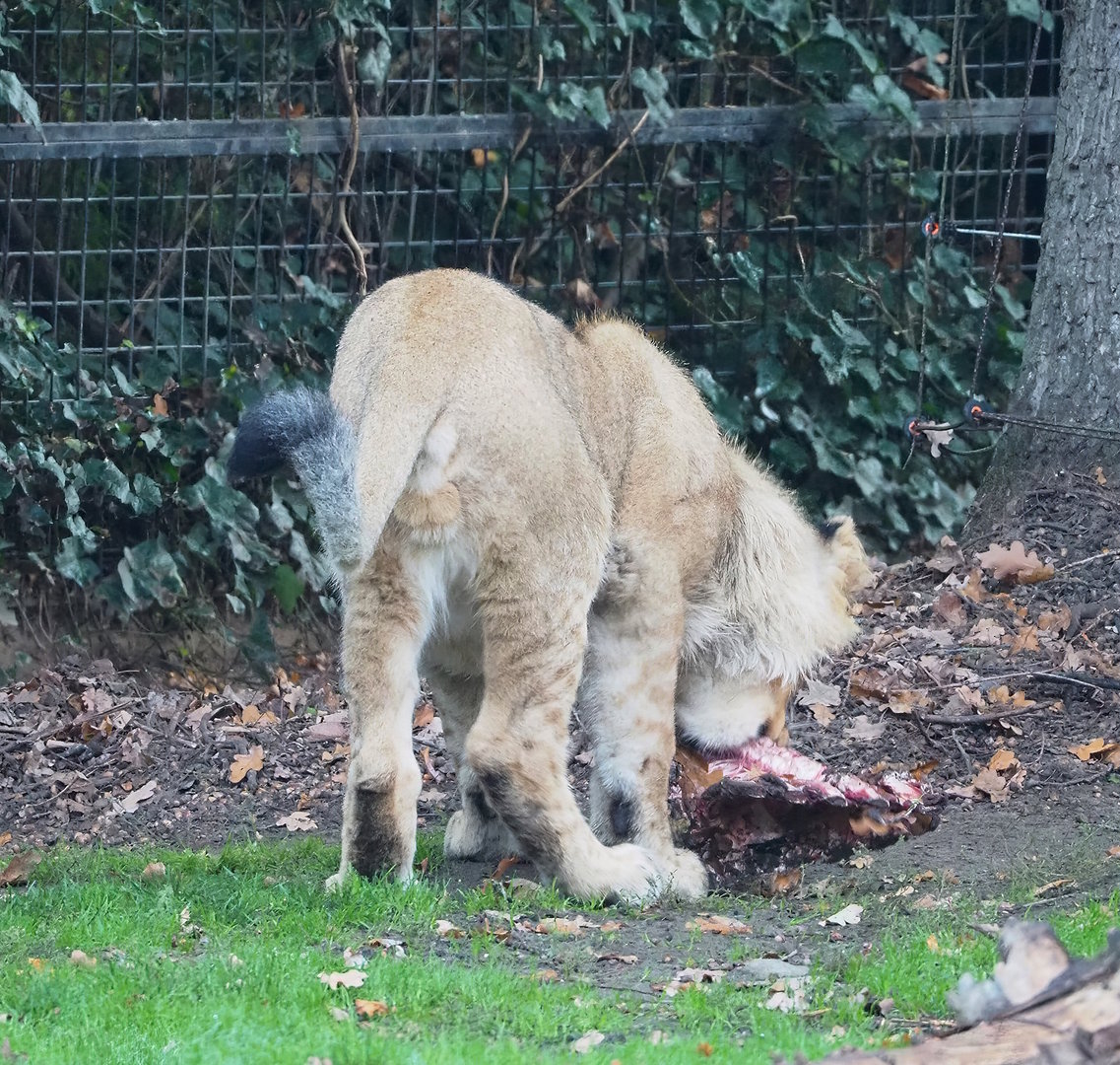 Young male Asiatic lion (Panthera leo persica) having breakfast, 2022-10-19