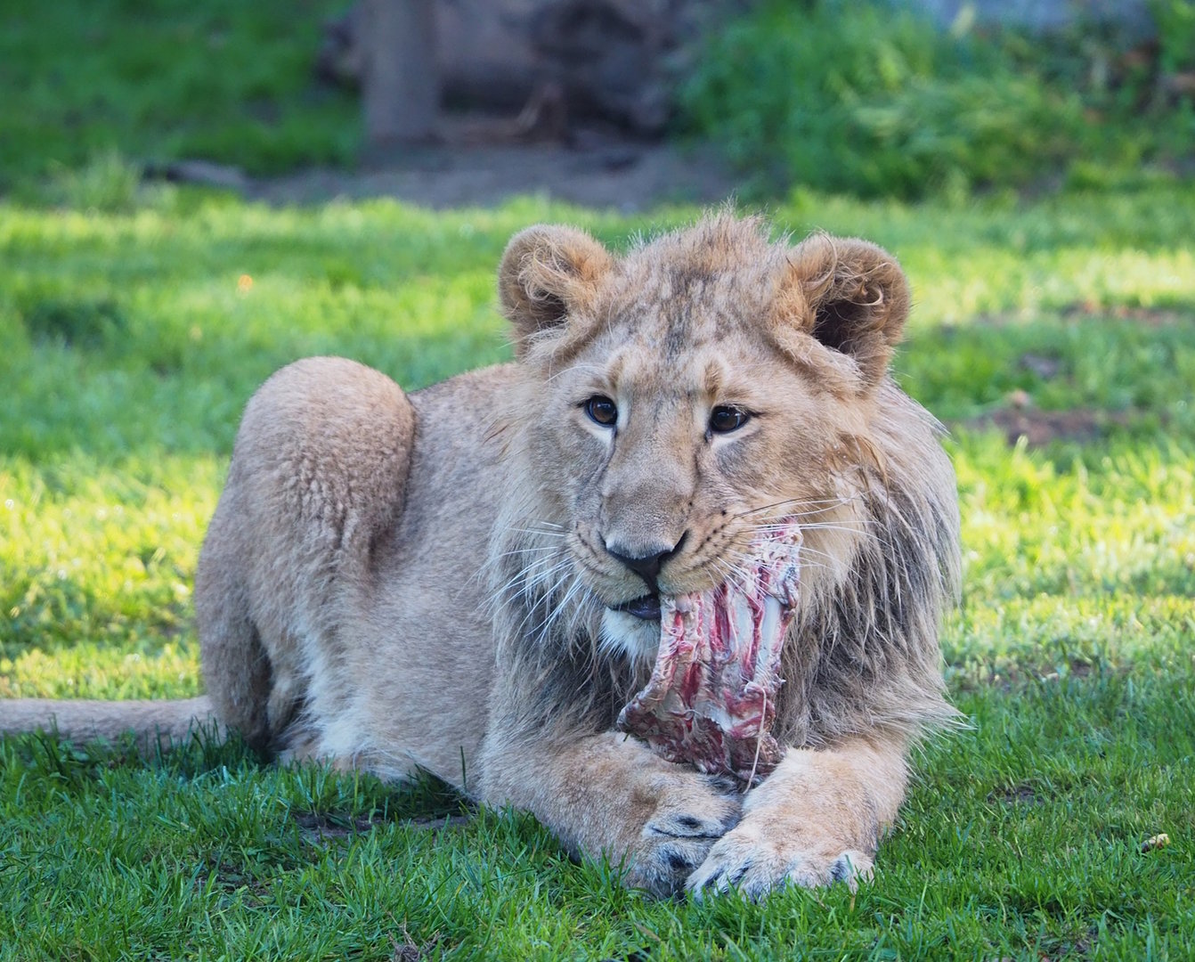 Young male Asiatic lion (Panthera leo persica) having ribs for breakfasts, 2022-11-12