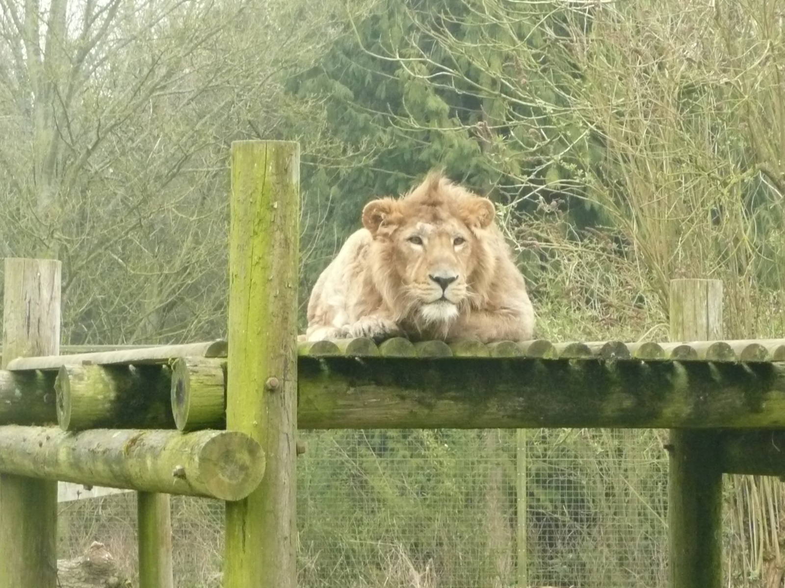 Young male Asiatic lion