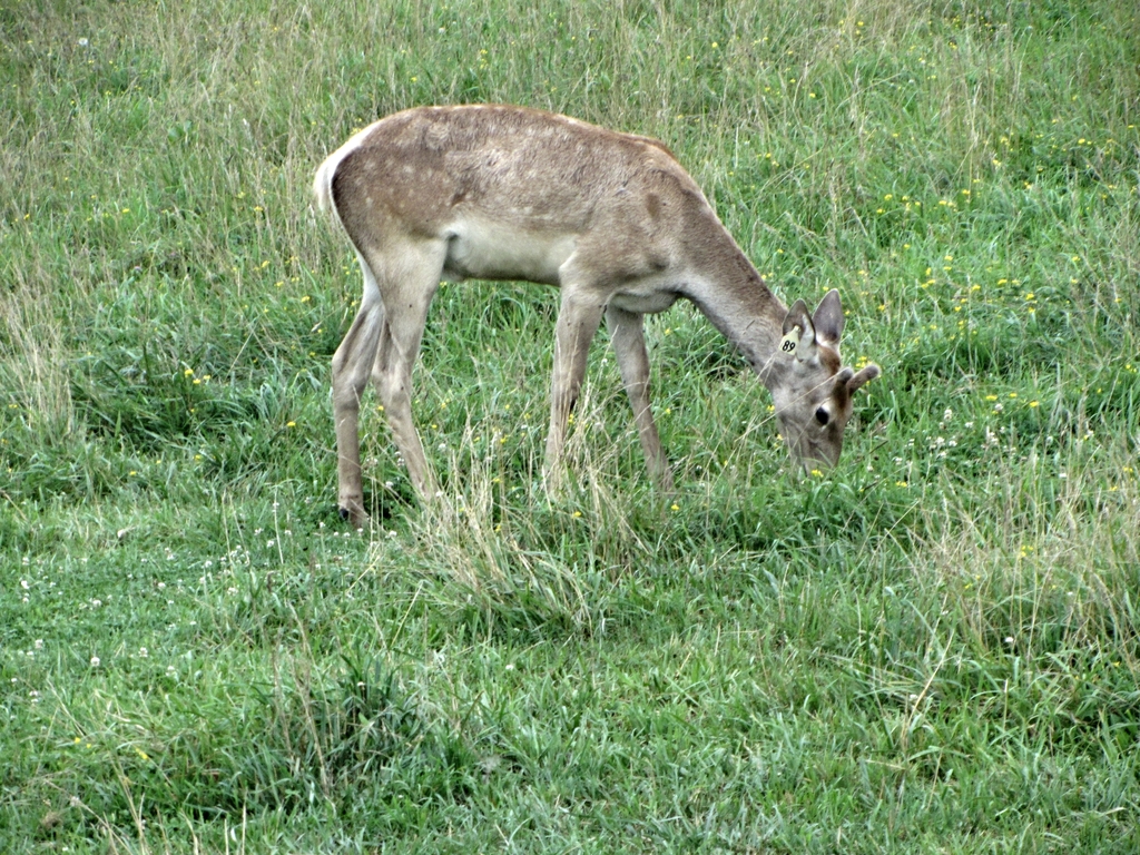Young Male Bactrian Deer