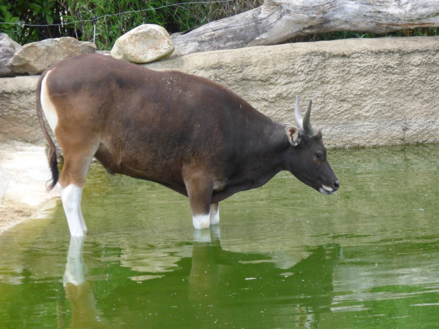Young Male Banteng