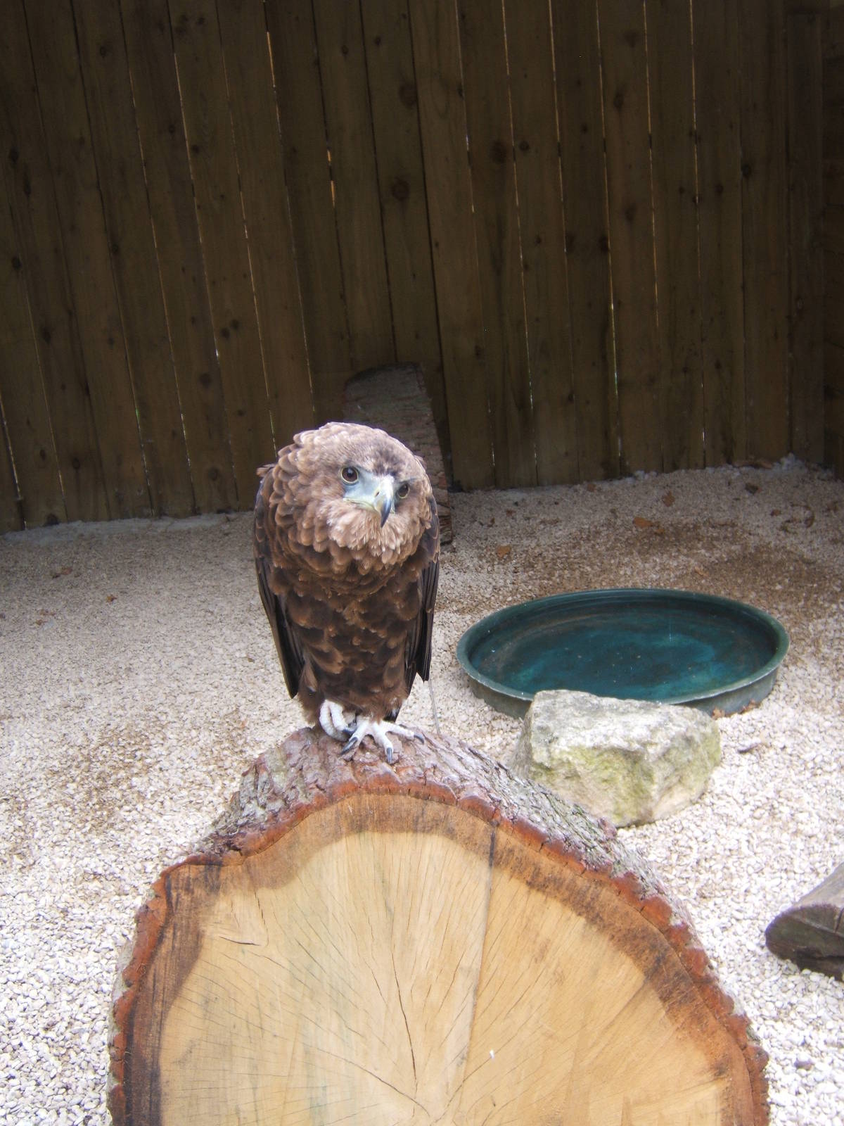 Young Male Bateleur