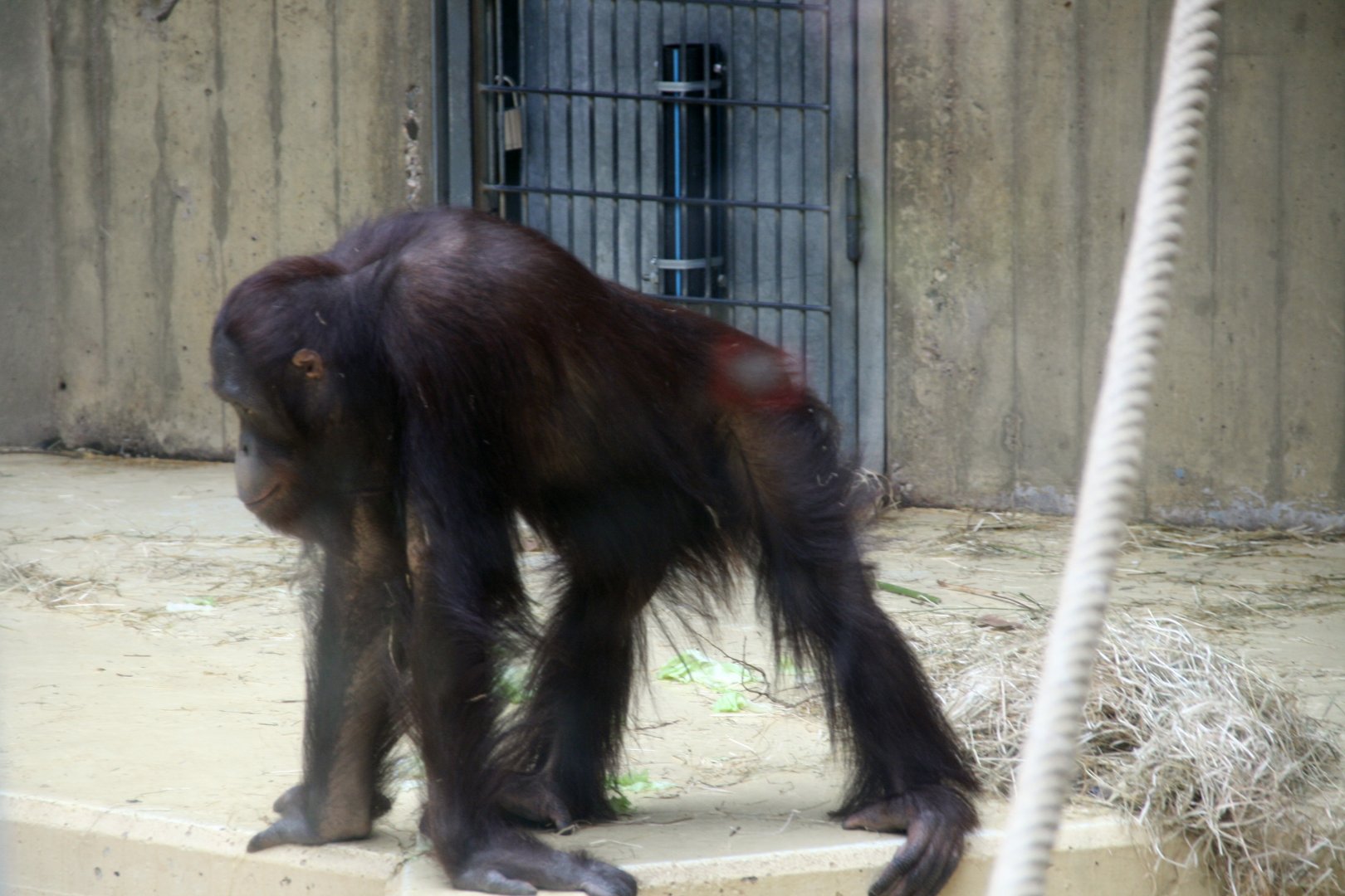young male Bornean orangutan