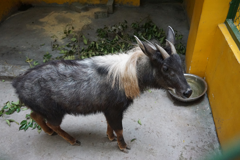 Young male Chinese serow (Capricornis milneedwardsii)