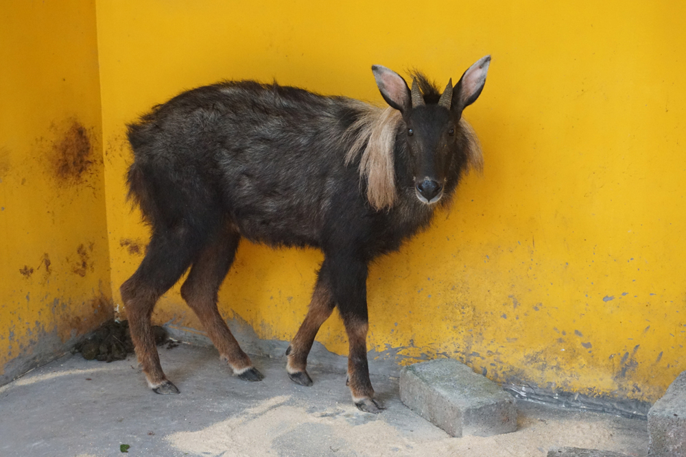 Young male Chinese serow (Capricornis milneedwardsii)
