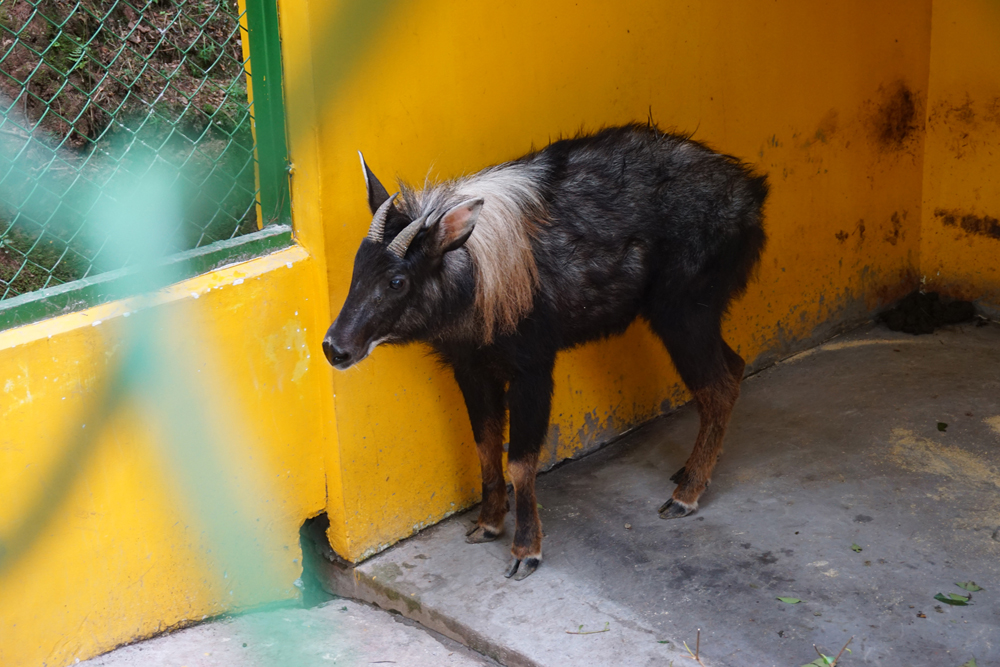 Young male Chinese serow (Capricornis milneedwardsii)