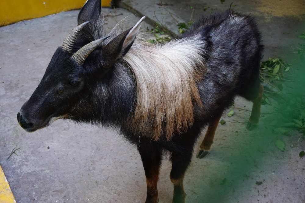 Young male Chinese serow (Capricornis milneedwardsii)