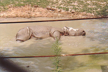 Young male Indian rhino rolling in mud pool @ Toronto zoo Canada