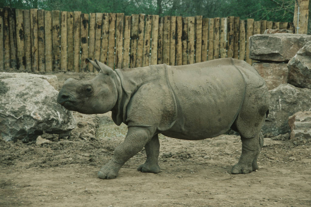 young male Indian Rhinoceros Chester Zoo