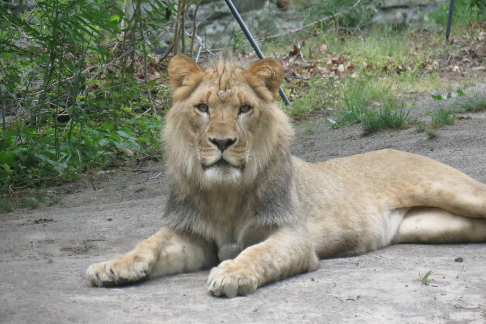 Young male lion