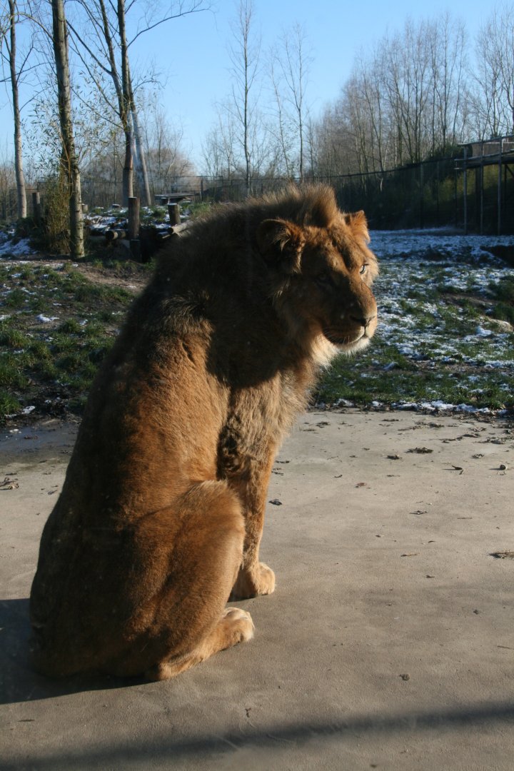 young male lion