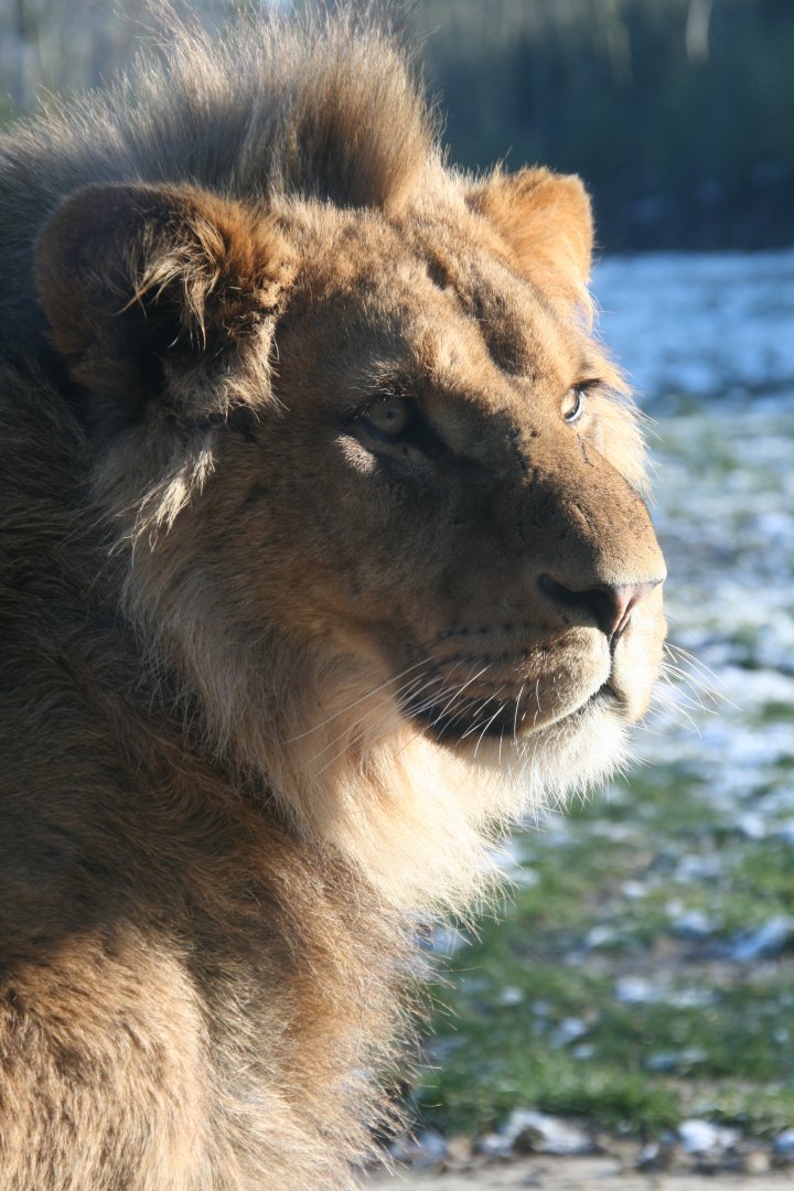 young male lion