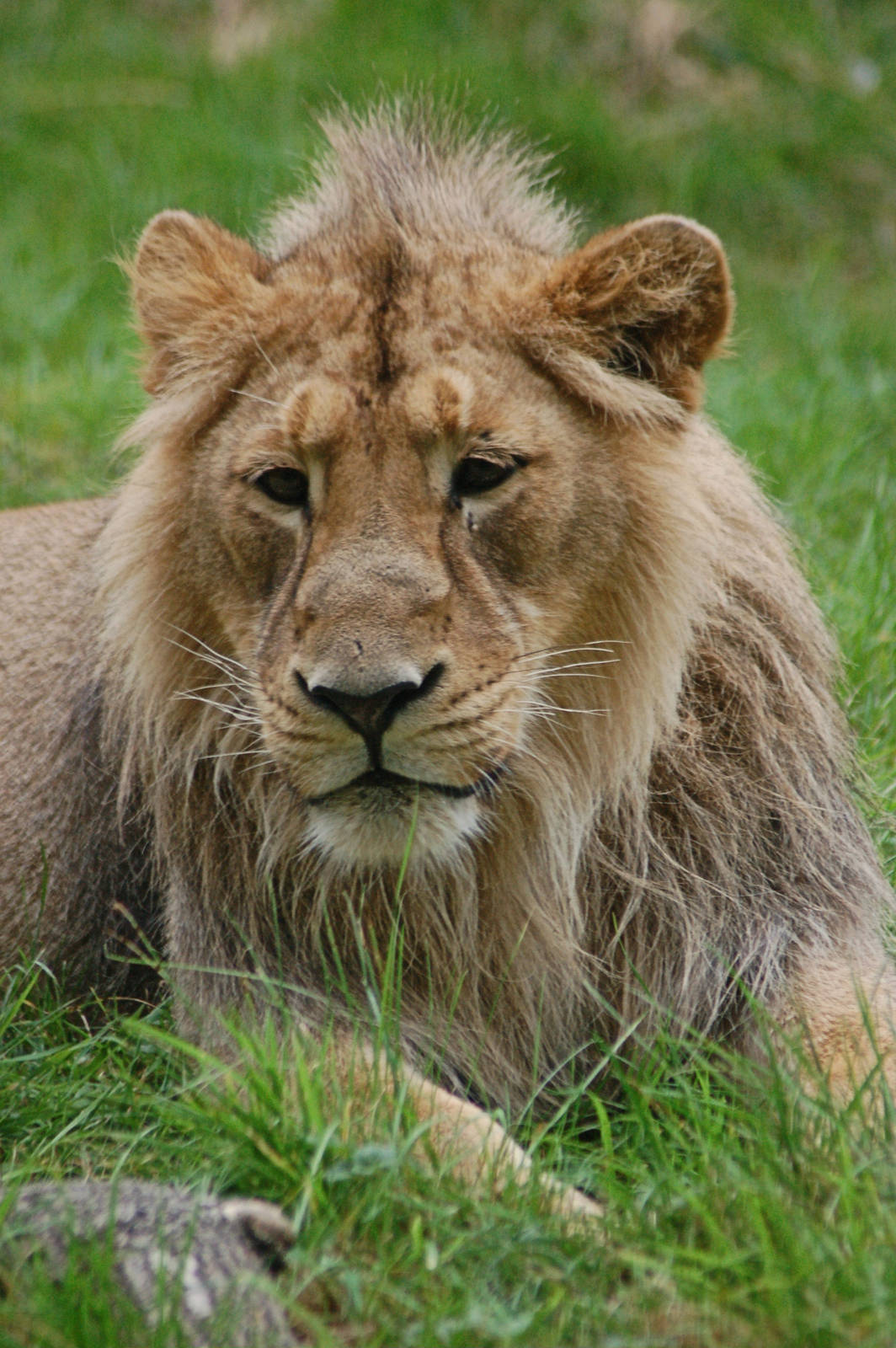 Young Male Lion