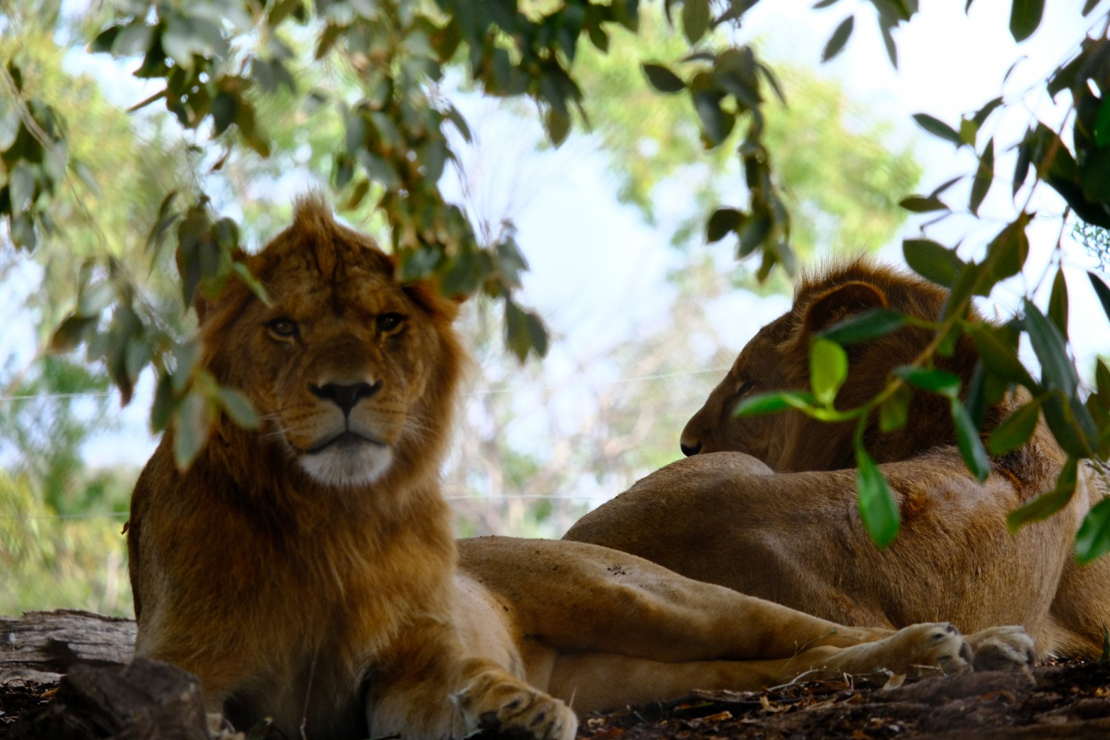 Young Male Lions - Werribee Open Range Zoo