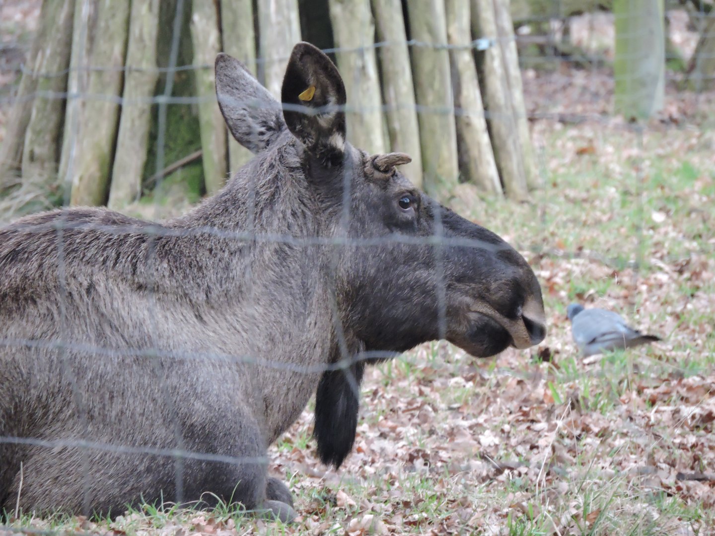 Young male Moose