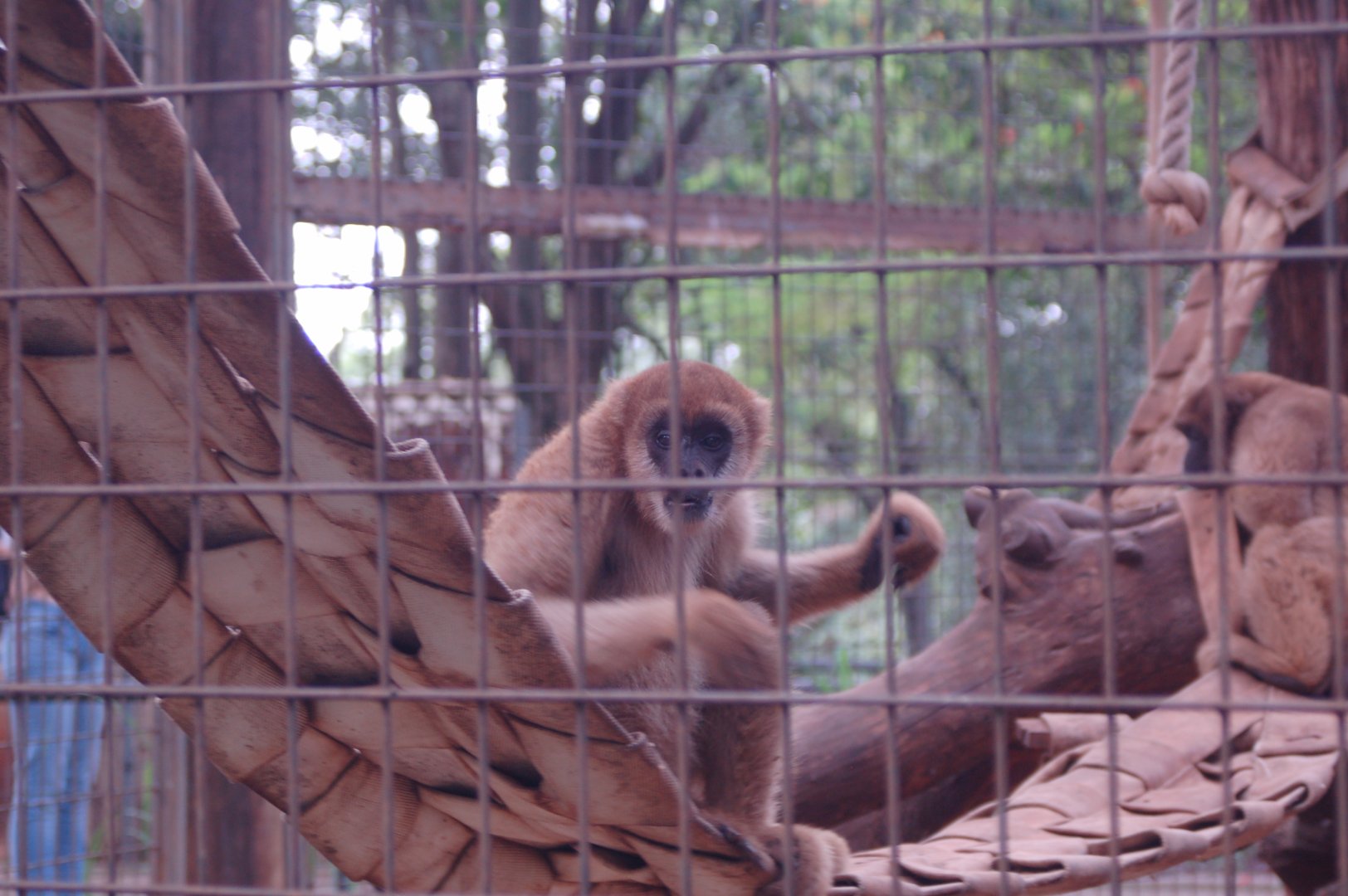 Young male muriqui with older female nearby