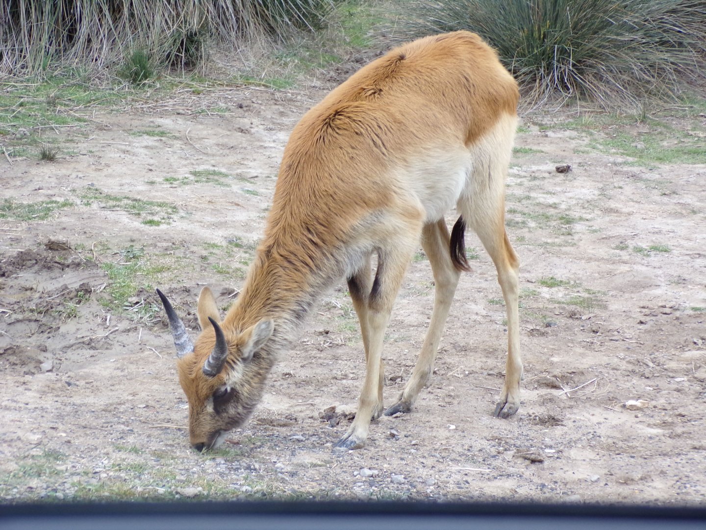 Young male Nile Lechwe - Réserve Africaine de Sigean (2024)