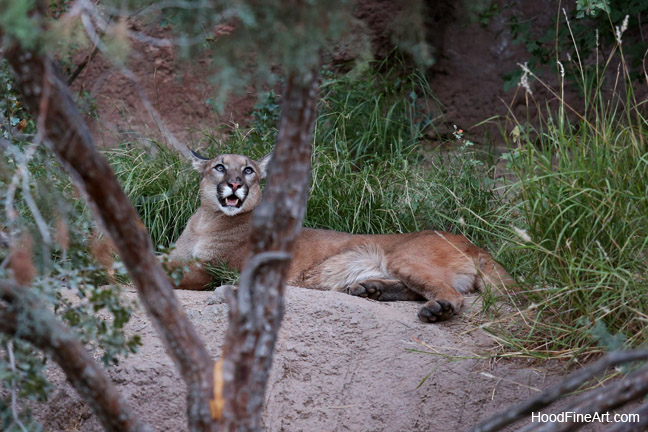 young male puma