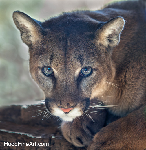 Young male puma