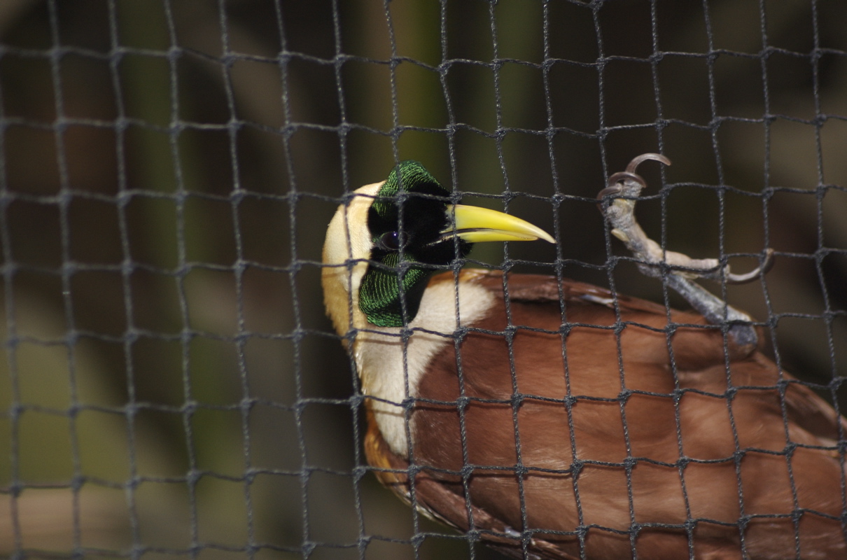 Young male red bird of Paradise