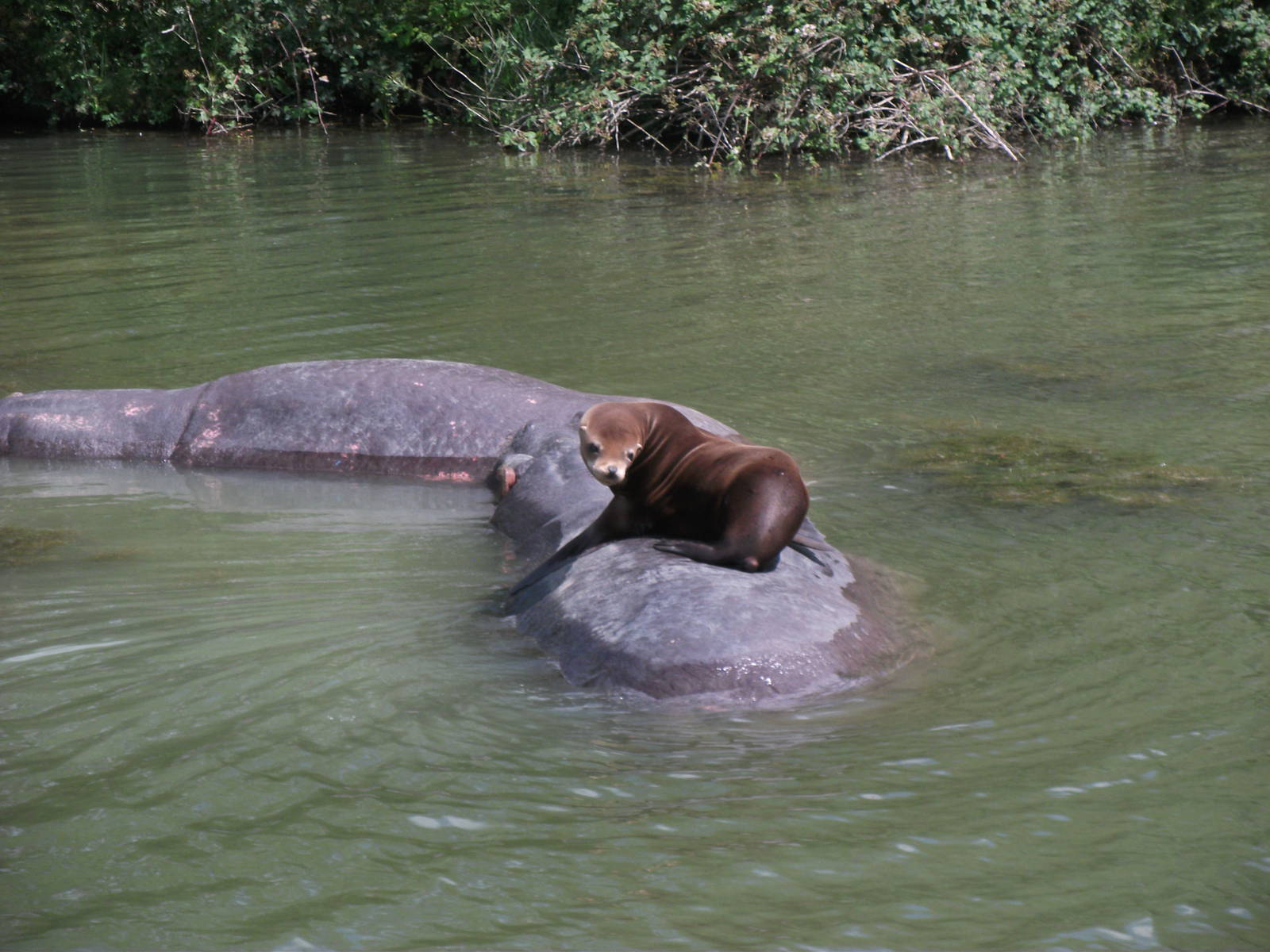 young male sea lion