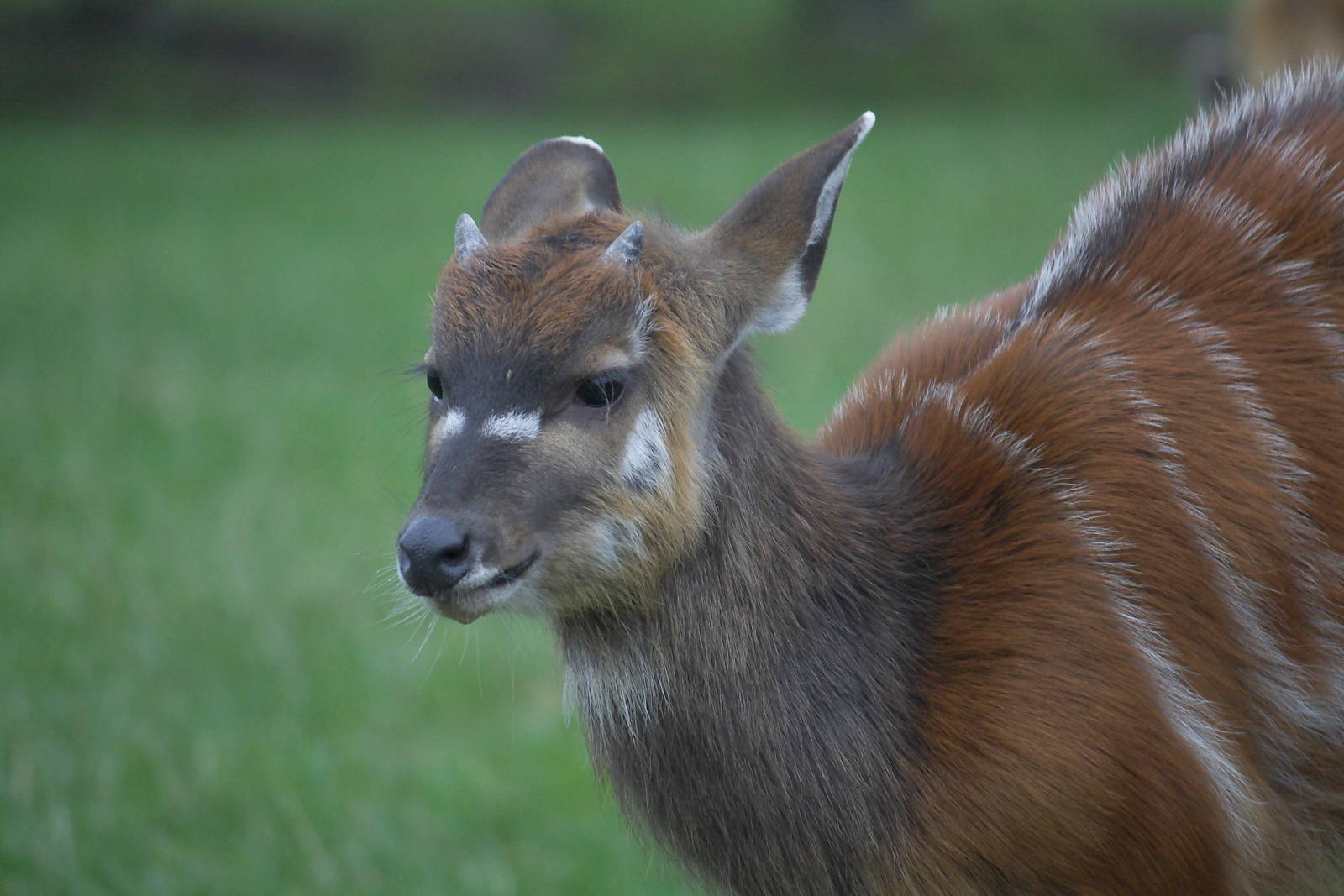 Young male sitatunga, 20/11/11