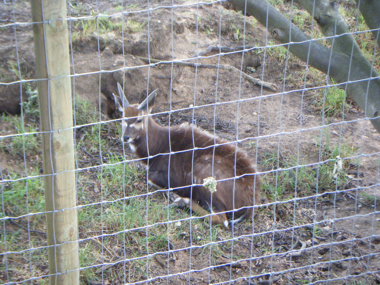 Young male Sitatunga
