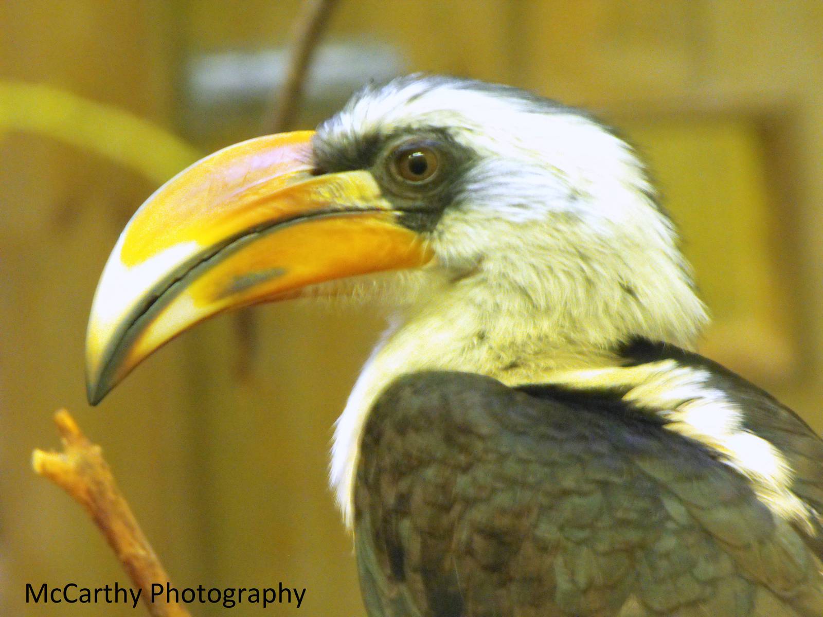 Young Male Von Der Deckens Hornbill