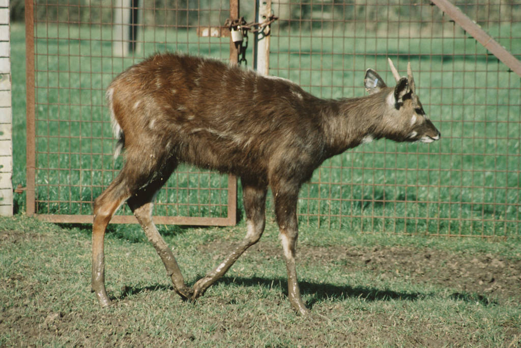 young male Western Sitatunga Chester Zoo