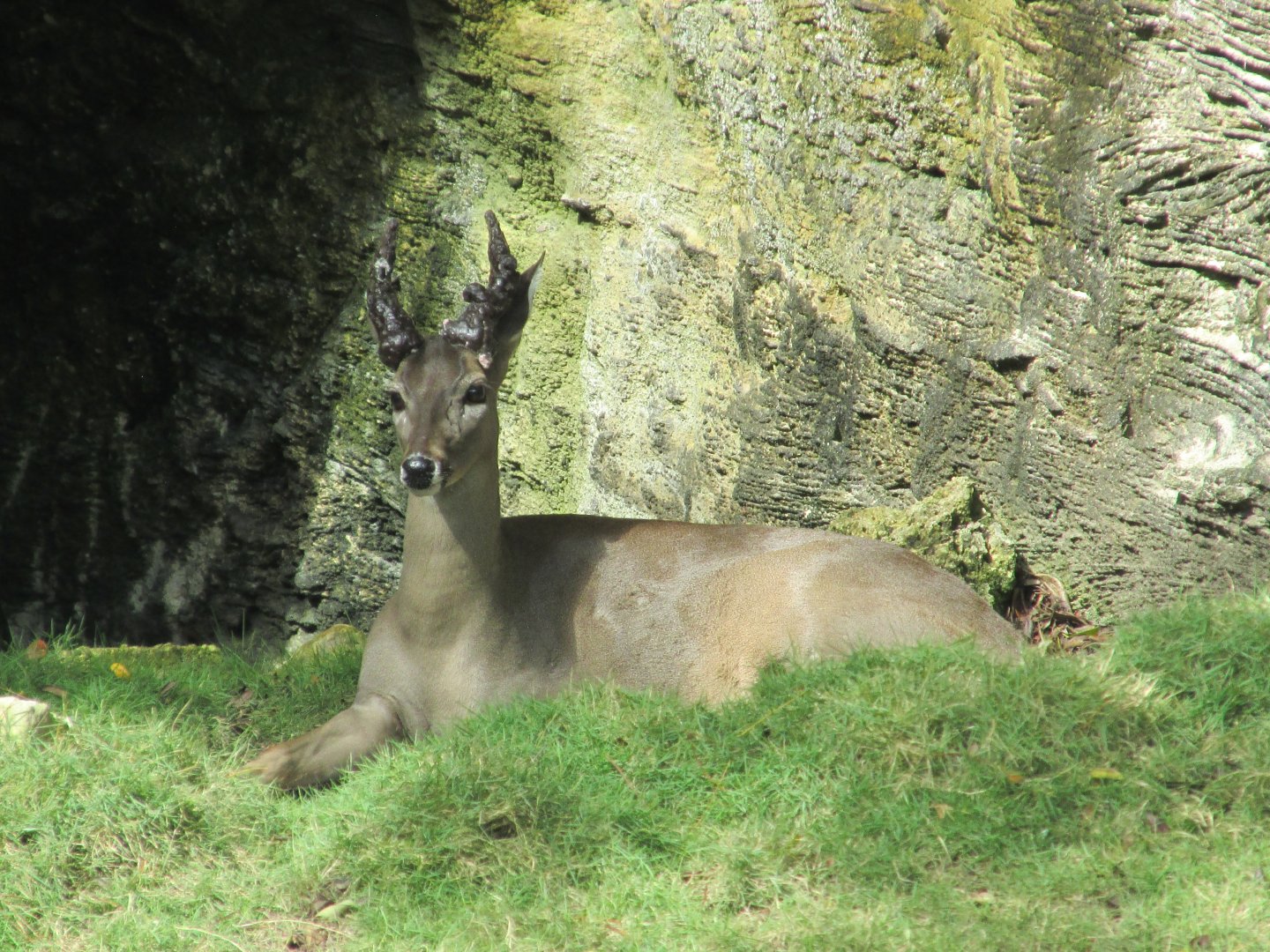 Young male yucatan white tail deer