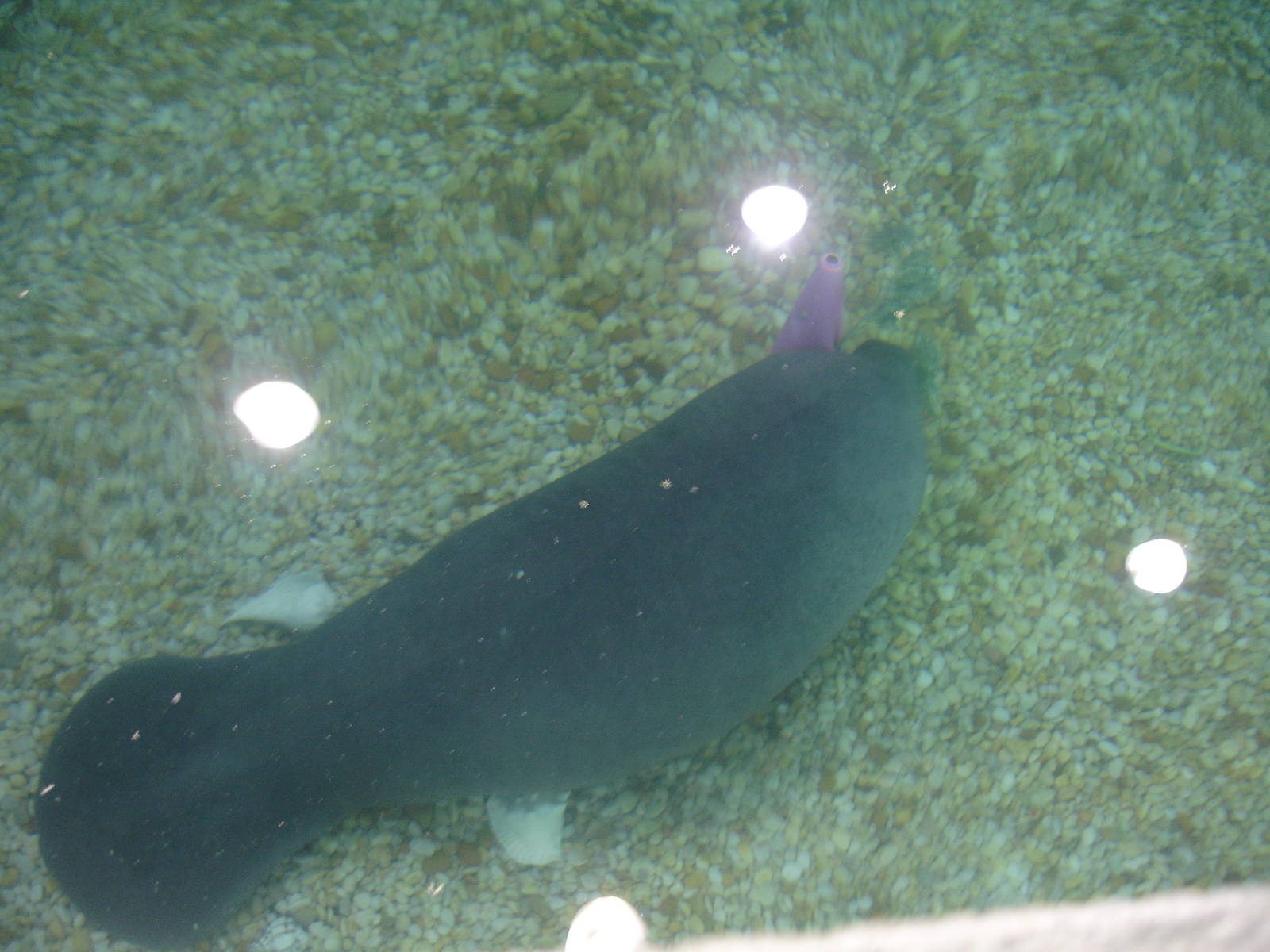 Young Manatee feeding on traffic cone