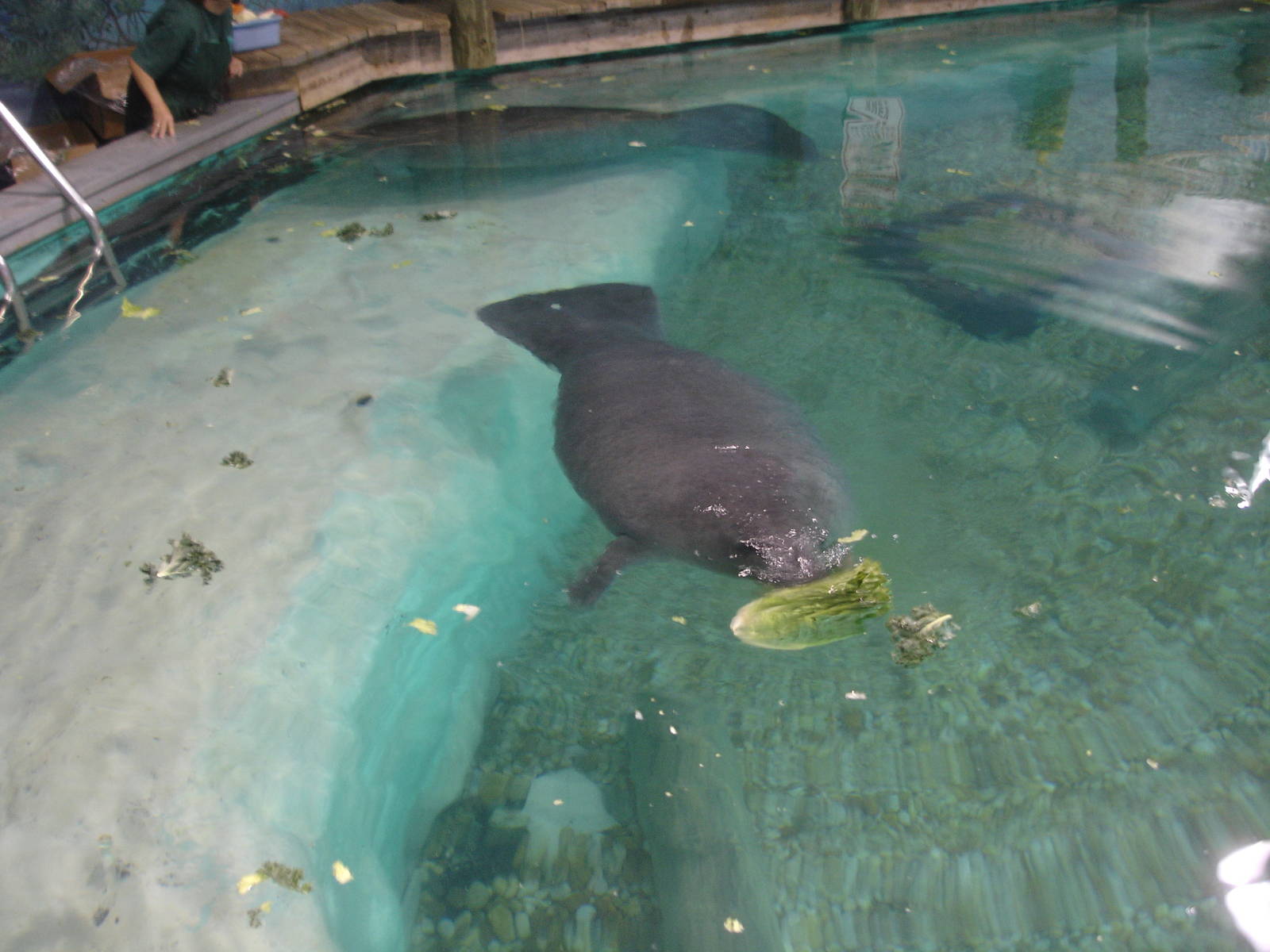 Young Manatee feeding, Snooty in background