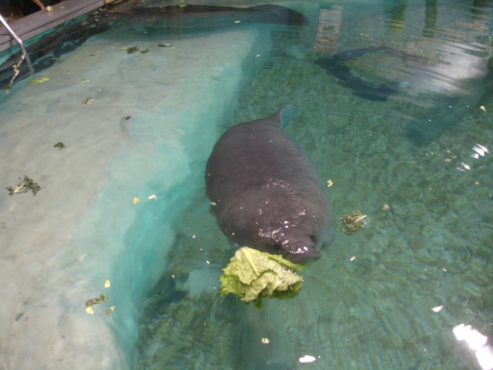 Young Manatee feeding, Snooty in background