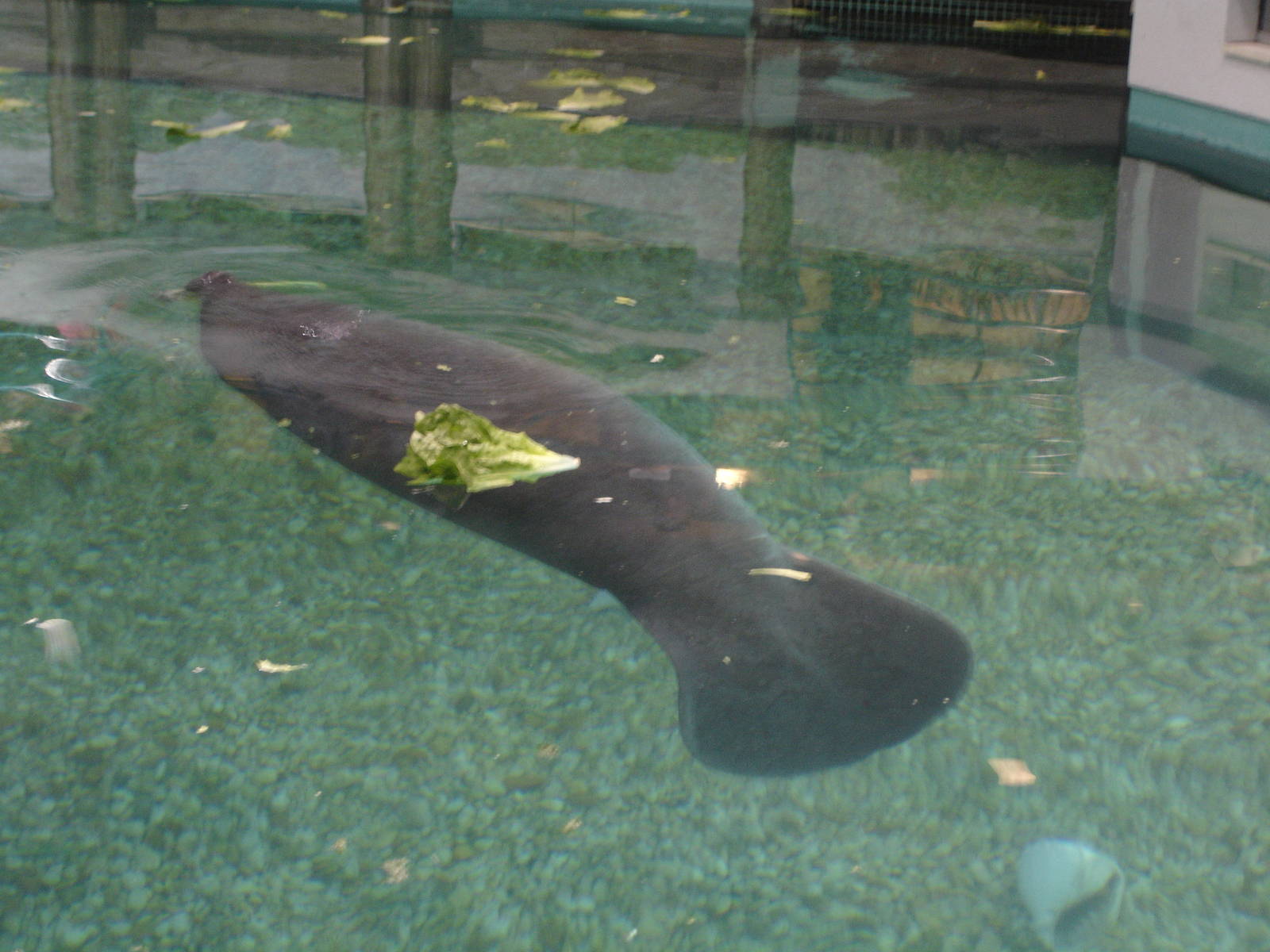 Young Manatee
