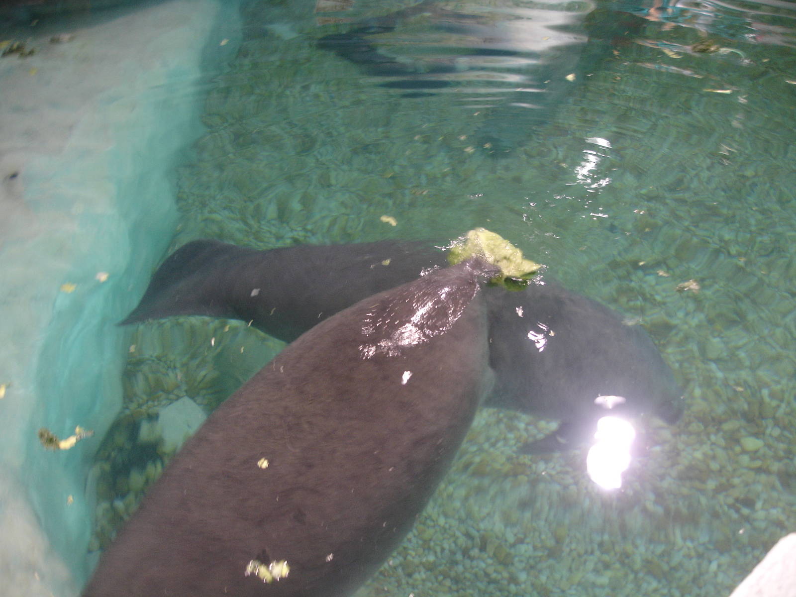 Young Manatees feeding