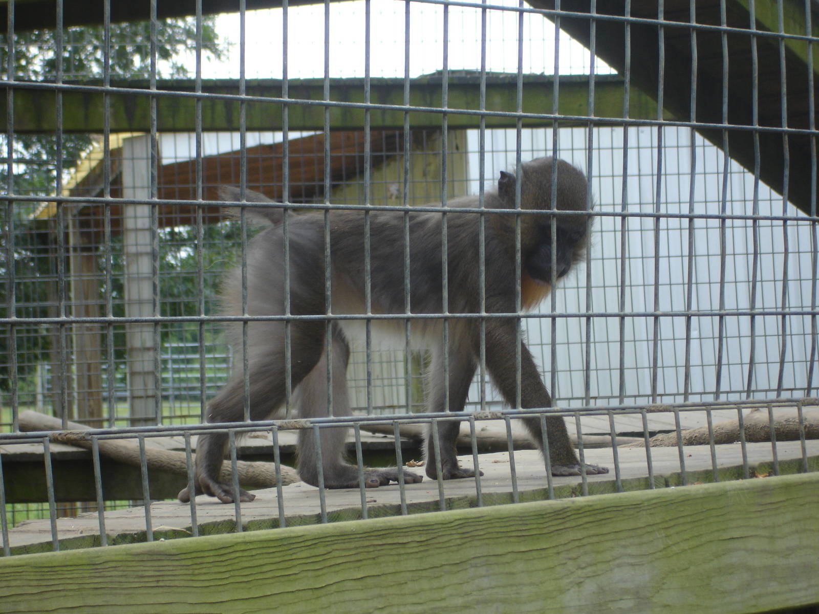 Young Mandrill Baboon
